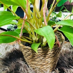 ポトス 黄緑色 中型 ロープ製鉢の画像