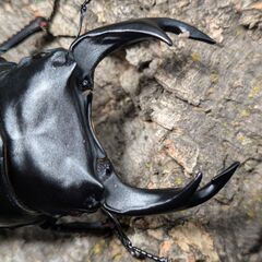 【♂87.9㎜×早期♀50.0mm】オオクワガタ能勢SR血統　F02の画像