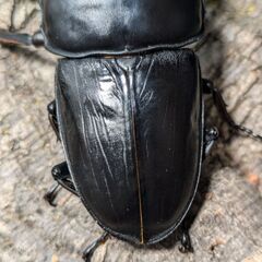 【♂87.9㎜×早期♀50.0mm】オオクワガタ能勢SR血統　F02の画像