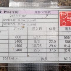 【♂87.9㎜×早期♀50.0mm】オオクワガタ能勢SR血統　F02の画像