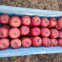 訳ありリンゴ【サンフジ】
の画像