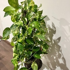 
ポトスの画像