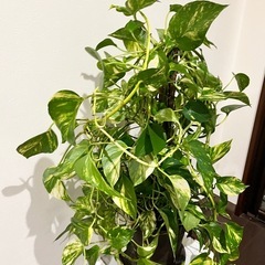 
ポトスの画像