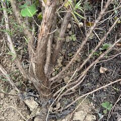 ローズマリー超超大株　立ち性で多年草　地面から約110ｃｍ以上の画像
