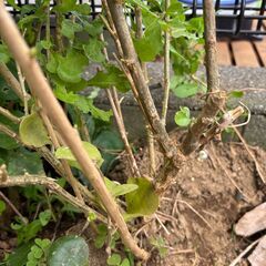 クコ　枸杞　蕾付き大株　　1本　1200円　　多年生植物　漢方 山菜 野草 生薬　薬用健康植物の画像