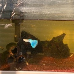 日本国産ブルーグッピーの画像