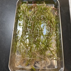 水草セット　ロタラ　水中葉　無農薬　無害虫の画像