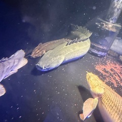 片ヒレ欠損ビキールビキール 45±の画像