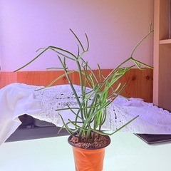 物々交換歓迎　元気なミルクブッシュの画像