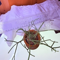 物々交換歓迎　元気なミルクブッシュの画像