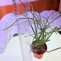物々交換歓迎　元気なミルクブッシュの画像