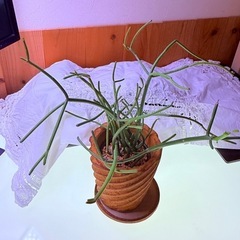 物々交換歓迎　元気なミルクブッシュの画像