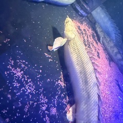 コンギクスwild 35±の画像