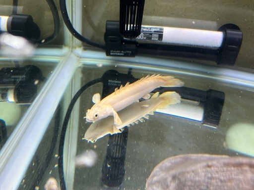 プラチナエンドリケリー