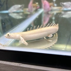 プラチナエンドリケリーの画像