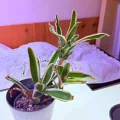 物々交換歓迎⭐︎ネオレゲリアの画像