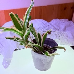 物々交換歓迎⭐︎ネオレゲリアの画像