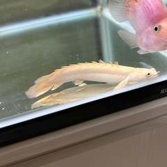 プラチナエンドリケリーの画像