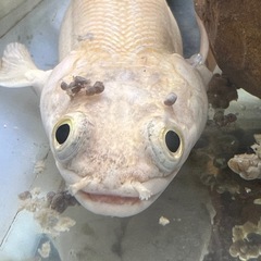 プラチナエンドリケリーの画像