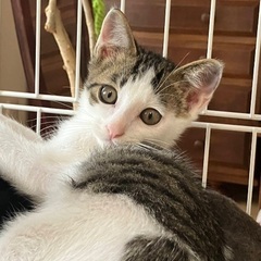 元気はつらつキジ白の男の子！ハリーくん♡