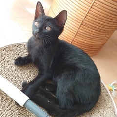 とってもシックな黒猫の男の子、トムくん♡