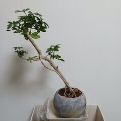 3500円　9 ホンコン　コンパクタ　シェフレラ　セメント鉢　6号の画像