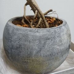 3500円　9 ホンコン　コンパクタ　シェフレラ　セメント鉢　6号の画像