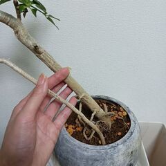 3500円　9 ホンコン　コンパクタ　シェフレラ　セメント鉢　6号の画像