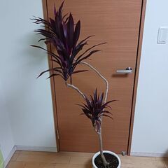 1万5千円　コルジリネ　アイチアカ　曲がり　8号　観葉植物の画像