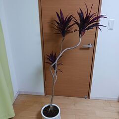 1万5千円　コルジリネ　アイチアカ　曲がり　8号　観葉植物の画像