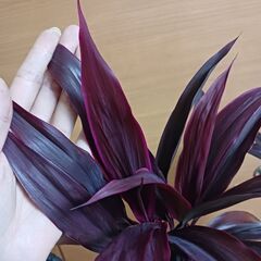 1万5千円　コルジリネ　アイチアカ　曲がり　8号　観葉植物の画像