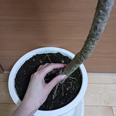 1万5千円　コルジリネ　アイチアカ　曲がり　8号　観葉植物の画像