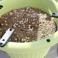 大きい　丸型　植木鉢　2個　土入り　給水機能付きの画像