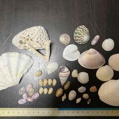 貝殻セットAの画像