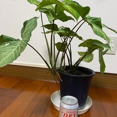 観葉植物11/23の画像