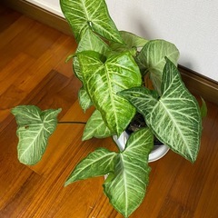観葉植物11/23の画像