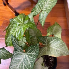 観葉植物11/23の画像