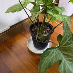観葉植物11/23の画像
