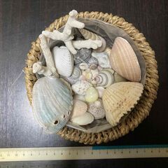 貝殻セットBの画像