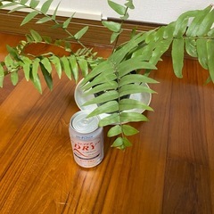 観葉植物　シダの画像