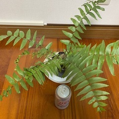 観葉植物　シダの画像