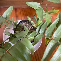 観葉植物　シダの画像