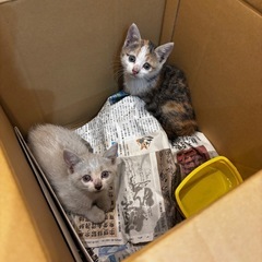 🐱 生後3ヶ月・姉妹子猫の里親さん募集　