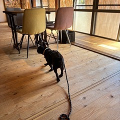 犬友さんを作りたい🐶