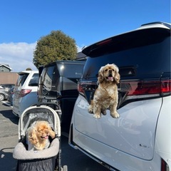 ピッコロカーネ　外に一度のみ使用の画像