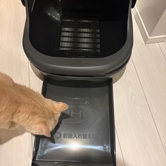 デオトイレ 猫用トイレ 本体セット フード付き グレーの画像