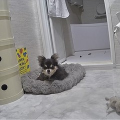 【台東区】ロングコートチワワ（4歳・男の子）大切にしてくださる里...