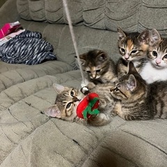 かわいい子猫ちゃん