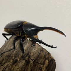 【即ブリード可能】ヘラクレスオオカブト亜種リッキー ♂単品 貴重なWF1（WDからの1代目）エクアドルナポコサンガ産の画像
