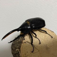【即ブリード可能】ヘラクレスオオカブト亜種リッキー ♂単品 貴重なWF1（WDからの1代目）エクアドルナポコサンガ産の画像